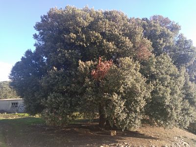 Chara-del-Abuelo-en-Eulz